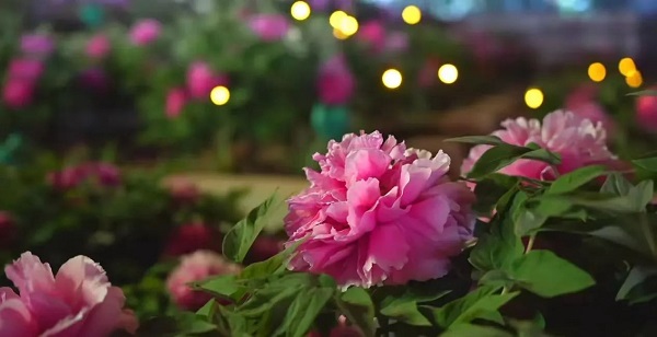 【寵粉互動(dòng)】結(jié)果揭曉！快來(lái)欣賞粉絲們的“大作”！