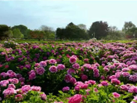 牡丹綻妍 譜寫新篇——中集攪拌誠(chéng)邀您品鑒樣車·共賞牡丹